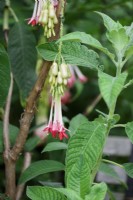 Fuchsia boliviana Carrière var. Alba en août