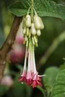 Fuchsia boliviana Carrière var. Alba en août