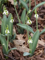 Galanthus Lucy