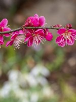 Prunus mume 'Beni-Chidori' est un beau petit arbre à floraison précoce qui ajoute de la couleur et de la structure au jardin d'hiver.
