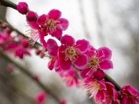 Prunus mume 'Beni-Chidori' est un beau petit arbre à floraison précoce qui ajoute de la couleur et de la structure au jardin d'hiver.