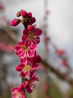Prunus mume 'Beni-Chidori'