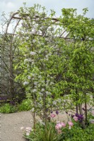 Arche en acier rouillé avec Wisteria floribunda 'Alba', banc, pommiers formés en fleurs et sous-plantés de tulipes 'Angelique' et 'Recreado'.Horatio's Garden South West - SalisburyThe Duke of Cornwall Spinal Treatment Center