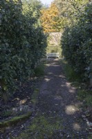Une vue vers un gravier couvert de mousse, un chemin bordé de briques entre des pommes en espalier, des malus, des arbres menant à un point focal avec un banc en bois. Regency House, jardin Devon NGS. L'automne