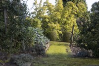 Un chemin de gravier recouvert de mousse et bordé de briques mène à une haie de buis topiaires avec des dômes ronds comme passerelle. Un magnolia, cylindrica, pousse derrière la haie. Regency House, jardin Devon NGS. L'automne