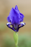 Iris sous-biflore