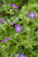 Géranium maculatum 'Spring Purple'