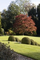 Les différents niveaux d'une grande pelouse sont rejoints par des marches bordées de dômes topiaires. Un arbre, acer palmatum, au feuillage rouge est en arrière-plan. Regency House, jardin Devon NGS. L'automne