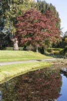 Une vue sur un étang vers un grand acer palmatum, avec une allée en gravier en dessous et des pelouses en pente. Regency House, jardin Devon NGS. L'automne