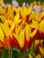 Feux d'artifice de tulipes