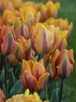 Tulipe Princesse Irène