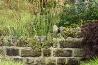 Mur constellé de sempervivums dans un jardin de juillet