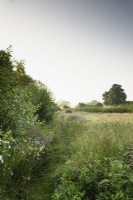 Chemin à travers la prairie de fleurs sauvages à Cow Close Cottage, North Yorkshire en juillet