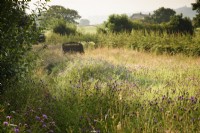 Pré de fleurs sauvages à Cow Close Cottage, North Yorkshire en juillet plein de centaurées et de vesces touffues.