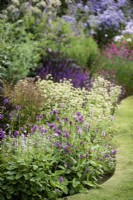 Parterre de plantes vivaces herbacées à Cow Close Cottage, North Yorkshire en juillet avec Betonica officinalis 'Hummelo' au premier plan.