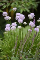Allium 'Beauté d'été' en juillet