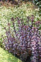 Sedum telephium (Groupe Atropurpureum) 'Purple Emperor' en juillet