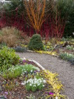 Le jardin d'hiver avec cornus, perce-neige et cyclamen montrant ce qu'un jardin coloré peut être créé en hiver