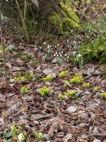 Eranthis hyemalis - Aconit d'hiver et perce-neige plantés dans un environnement naturaliste