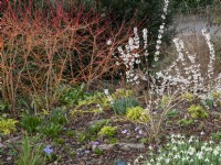 Cornus sanguinea 'Annie's Winter Orange' et Abeliophyllum distitchum est un arbuste blanc planté de crocus, de perce-neige et d'iris.