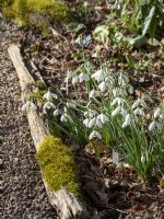 La floraison des perce-neige sur le parterre de rondins par le chemin de gravier