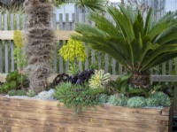 Grande jardinière en bois avec plantes succulentes et Cycad