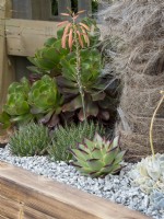 Aloe, Aeonium et Echeveria plantés dans un pot en bois