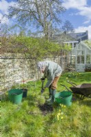 Morus nigra 'King James' - mûrier noir 'Chelsea'. Plantation d'un mûrier cultivé en pot dans un jardin. Mars. Étape 2. Enlevez le gazon de la zone de plantation à l'aide d'une bêche de jardin.