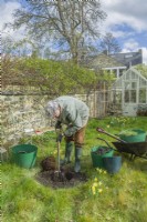Morus nigra 'King James' - mûrier noir 'Chelsea'. Plantation d'un mûrier cultivé en pot dans un jardin. Mars. Étape 6. Utilisez une fourchette pour incorporer du compost de jardin avec le sol à la base du trou de plantation.