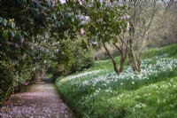 Promenade dans les bois entre bulbes de printemps naturalisés et buissons matures de camélias et de rhododendrons