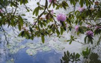 Rhododendron arborea poussant sur un étang informel respectueux de la faune. Reflet dans l'eau calme