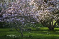 Magnolias au printemps avec des primevères en dessous