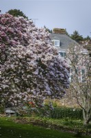Vieux magnolias en pleine floraison à Mothecombe House Gardens, printemps, Devon