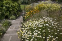 Collection nationale d'Anthemis au Winterbourne Botanic Garden, juin