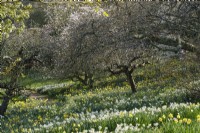 Prairie de narcisses naturalisés, jonquilles au printemps sous les arbres