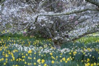 Jonquilles printanières naturalisées sous la floraison du magnolia stellata