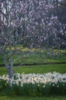 Jonquilles blanches au printemps sous le magnolia