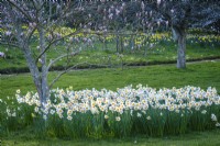 Narcisse blanc, jonquilles au printemps