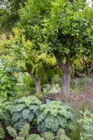 Agrumes dans un semoir en plomb entouré d'un mélange d'herbes et de brassicas - RHS COP26 Garden, RHS Chelsea Flower Show 2021