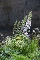 Delphiniuim, Gaura, Astrantia, Echinacea, Pittosporum tobira et Thalicrum delavayi 'Splendid White', contre un mur sombre - The Stolen Soul Garden, RHS Chelsea Flower Show 2021