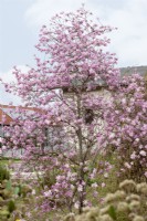 Magnolia stellata Rosea, printemps avril