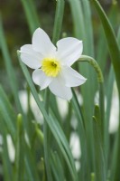 Narcisse 'Segovia' - jonquille naine à petite coupe. Libre de fleur parfumée. Avril.