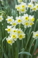Narcisse 'Minnow' - jonquille naine. Gros plan de fleurs. Avril.