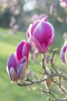 Magnolia x soulangeana var. Close up de fleurs en mars.