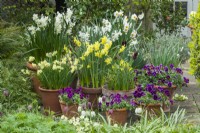 Exposition de bulbes de printemps et d'altos dans des pots en terre cuite sur le patio en avril. Narcisse 'Geranium', 'Pipit', 'Silver Chimes', 'Thalia', Minnow', 'Hawera' et Viola 'Antique Shades'.