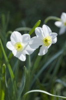 Narcisse 'Segovia'. Gros plan de fleurs. Avril.