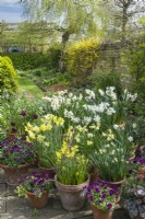 Exposition de bulbes de printemps et d'altos dans des pots en terre cuite sur le patio en avril. Narcisse 'Geranium', 'Pipit', 'Silver Chimes', 'Thalia', Minnow', 'Hawera', 'Canaliculatus', 'Segovia' et Viola 'Antique Shades'.