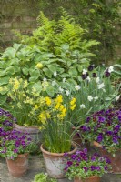 Une exposition de narcisses et d'altos à floraison tardive cultivés dans des pots en terre cuite vintage sur un patio. Avril. Narcisse 'Hawera', 'Baby Moon' et 'Segovia'.