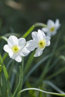 Narcisse 'Segovia'. Gros plan de fleurs. Avril.