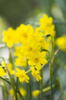 Narcissus jonquilla 'Baby Moon'. Une variété à floraison très tardive de jonquille naine. Gros plan de fleurs très parfumées. Avril.